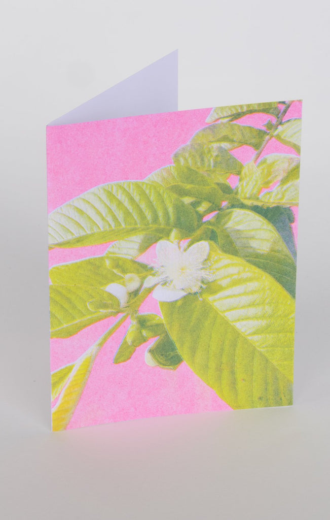 Pencil Urchin Press Greeting Cards